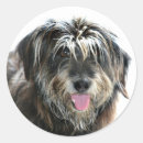 Search for shaggy stickers Dog