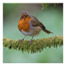 Search for robins posters Wildlife