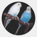 Search for budgie stickers Bird