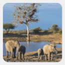 Search for elephant photo stickers African bush elephant