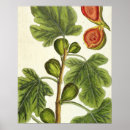 Search for fig tree posters Botanical
