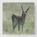 Search for antelope Antilocapra americana