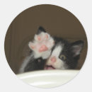 Search for hi hello stickers Cat
