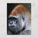 Search for lowland postcards Zoo