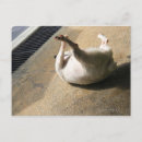 Search for dog behaviour postcards Full length