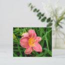 Search for daylily Blossom