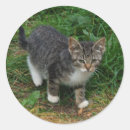 Search for tiger stripes stickers Nature