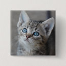 Search for kittens badges Animal