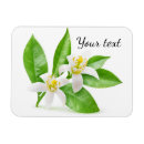 Search for orange blossom magnets Bloom