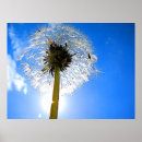 Search for dandelion art Puff