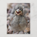 Search for with attitude photography Animal