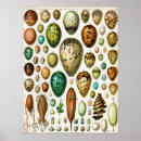 Search for adolphe millot posters Vintage