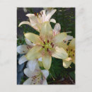 Search for speckled postcards Floral