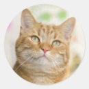 Search for purr stickers Feline
