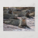 Search for mongoose postcards Africa