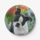 Search for boston terrier plates Puppy