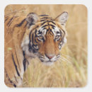 Search for bengal tiger stickers Endangered