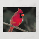 Search for tree red postcards Wildlife