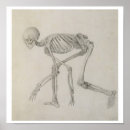 Search for human skeleton posters George
