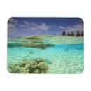 Search for snorkel magnets Coral