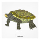 Search for terrapin art Wildlife