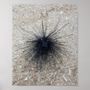 Search for urchin posters Sea