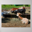 Search for barnyards posters For her