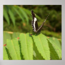 Search for white and black butterfly posters Photography