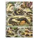 Search for tortoise notebooks Reptiles