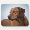 Search for gundog Hunting