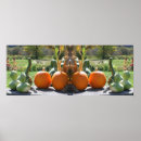 Search for pumpkins at posters Photography