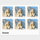 Search for grey squirrel stickers Wildlife