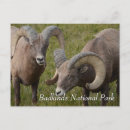 Search for bighorn sheep postcards Travel
