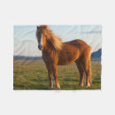 Search for icelandic horses blankets Ranch