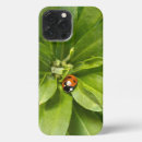 Search for ladybug cases Beetle