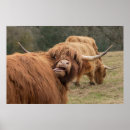 Search for scottish wildlife art Cow