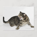 Search for hissing postcards Cat