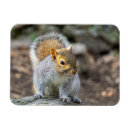 Search for gray squirrel magnets Nature