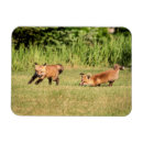 Search for kit magnets Nature