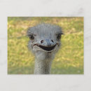 Search for bird lovers postcards Ostrich