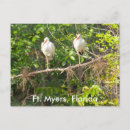 Search for snowbird postcards Florida