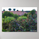 Search for fragrant flowers posters Nature