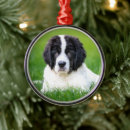 Search for newfoundland dog christmas tree decorations Puppy