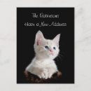 Search for new kitten invitations Cute