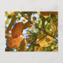 Search for leaf fall postcards Autumn