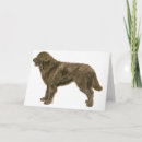 Search for newfoundland cards Brown