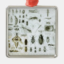 Search for entomology christmas tree decorations Beetles