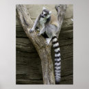 Search for lemurs posters Cute