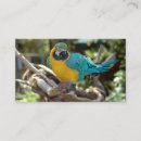 Search for macaws business cards Tropical