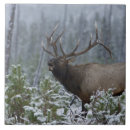 Search for snow tiles Scenic